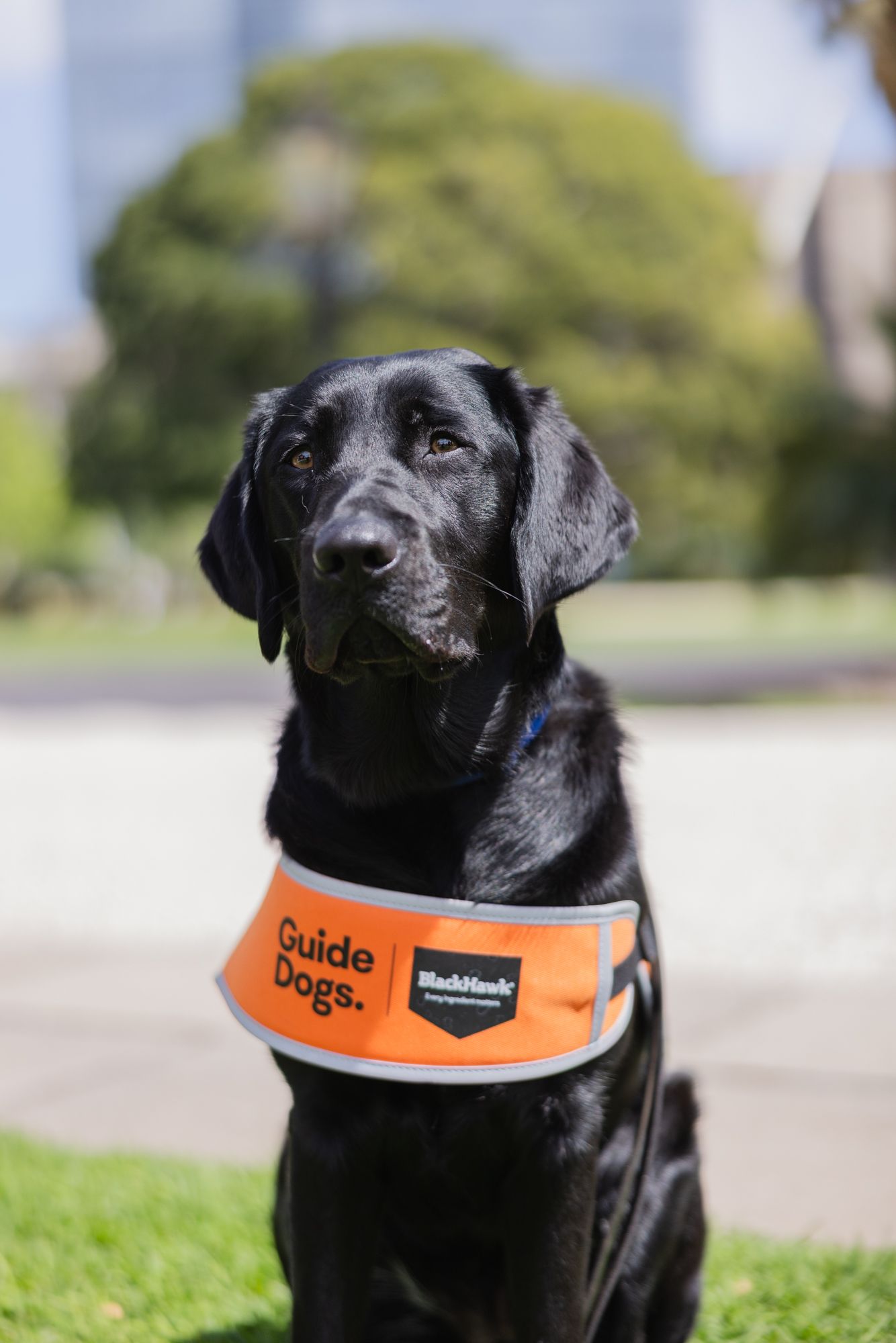 A black Labrador puppy in an orange coat. 
