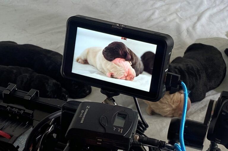 Puppies on camera.