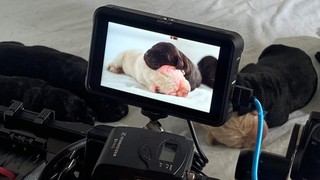Puppies on camera.