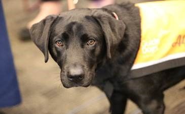 Black Labrador Ambassador Dog Alfie looking at the camera.