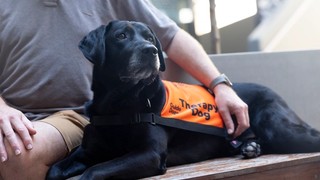 A Therapy Dog laying down in their coat.