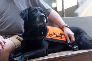 A Therapy Dog laying down in their coat.