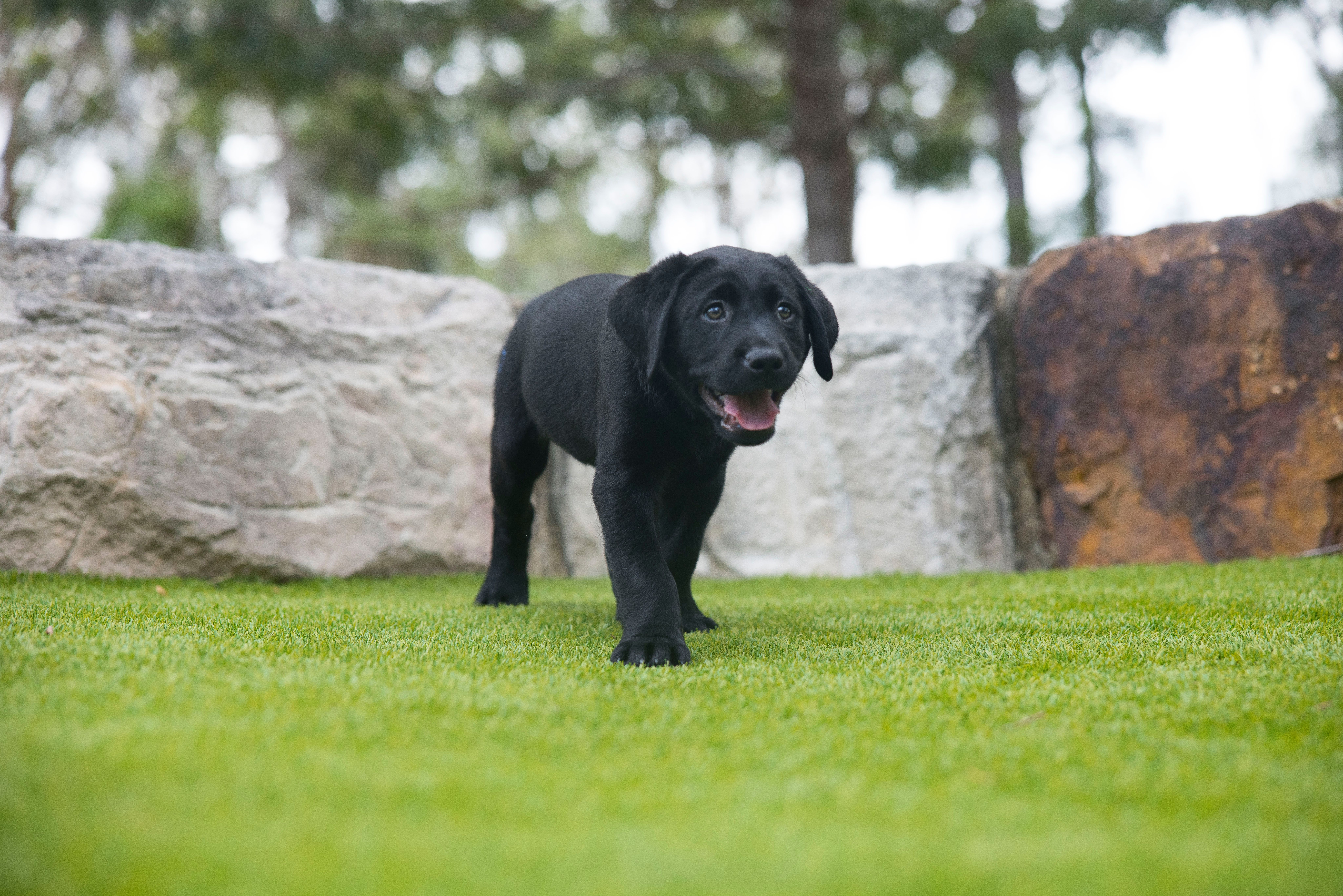 A black Labrador puppy walking.