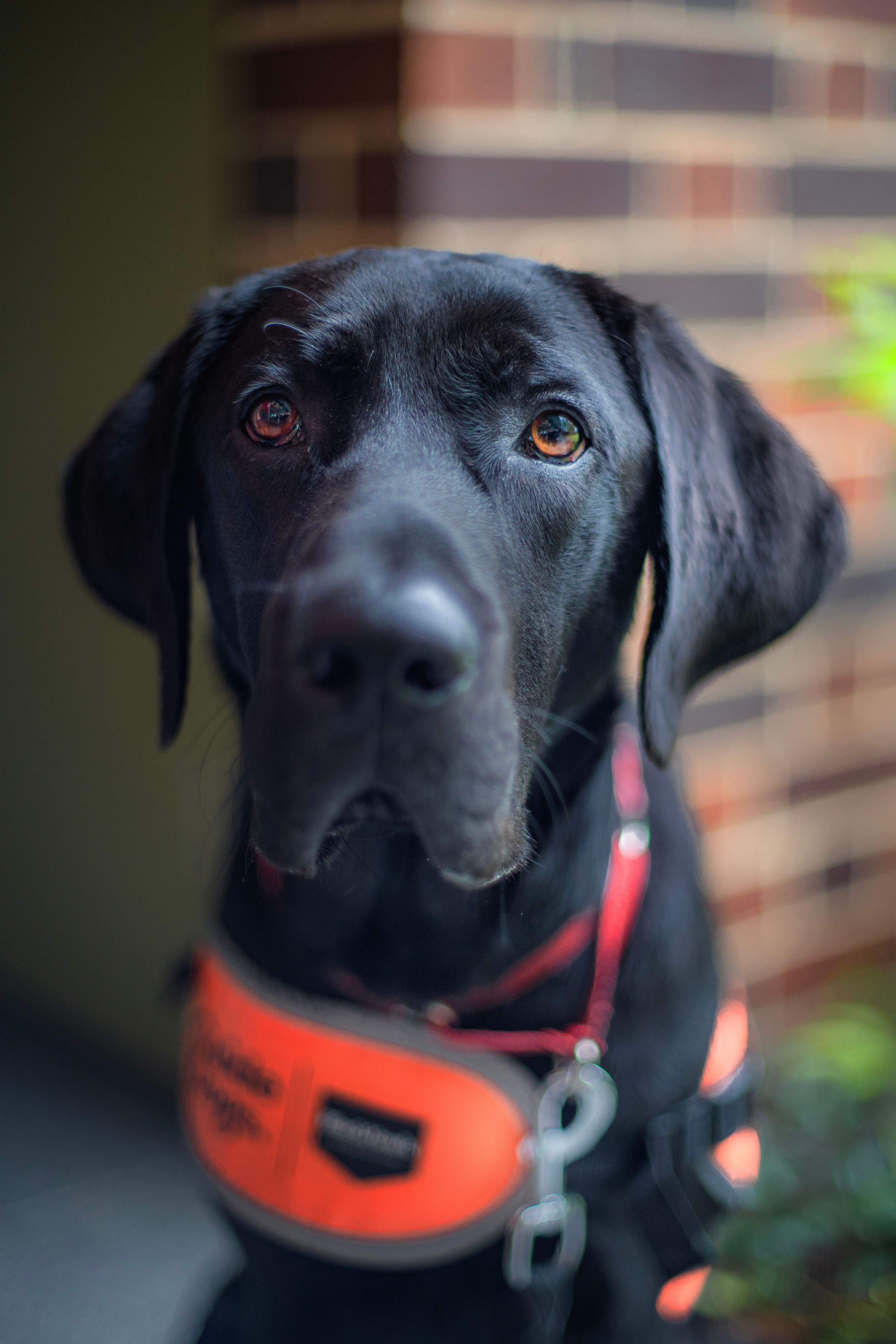 A black Labrador puppy in an orange jacket. 