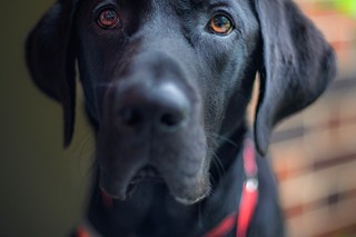 A black Labrador puppy in an orange jacket.