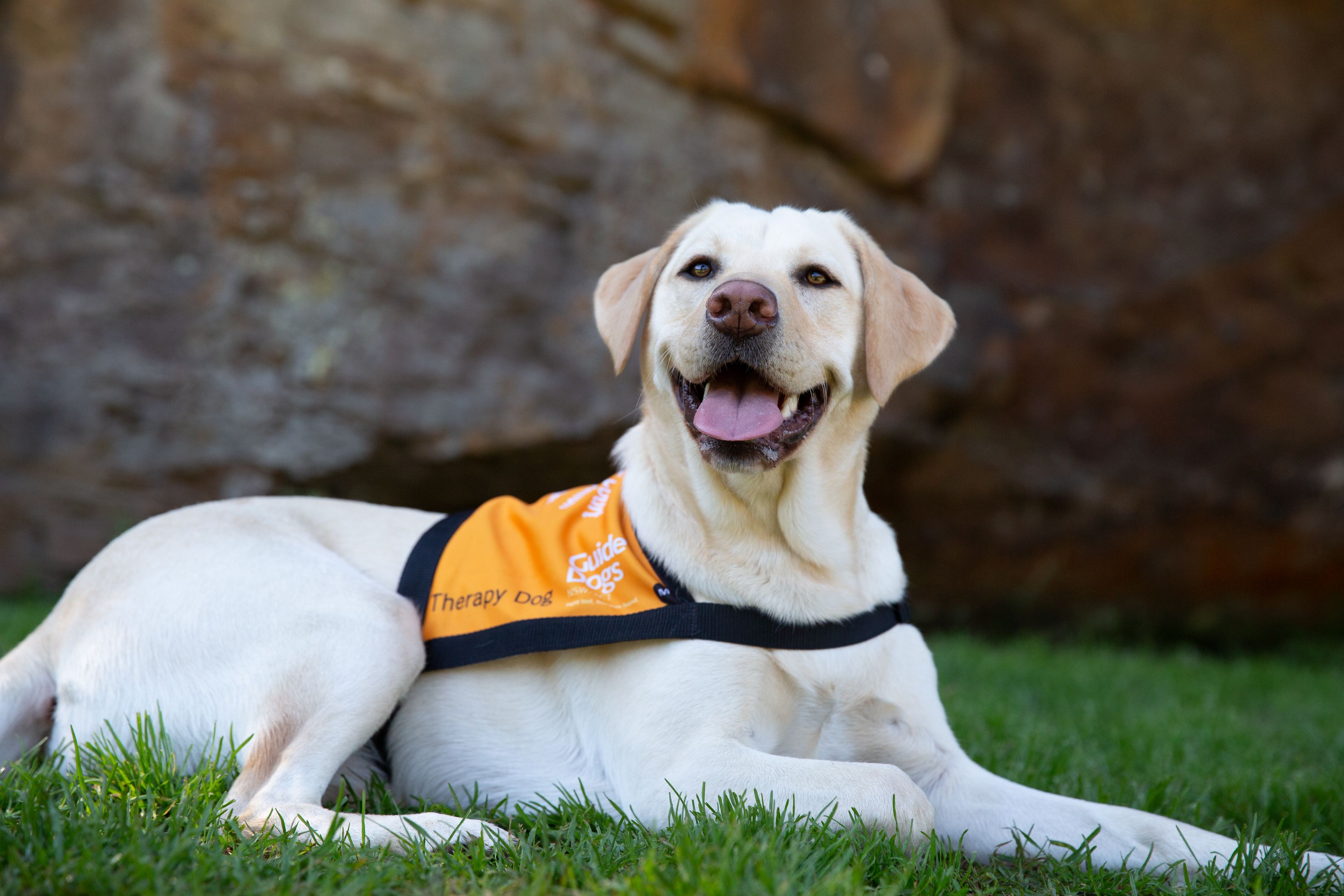 A yellow Labrador Therapy Dog.