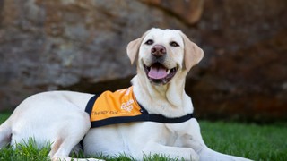 A yellow Labrador Therapy Dog.
