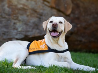 A yellow Labrador Therapy Dog.