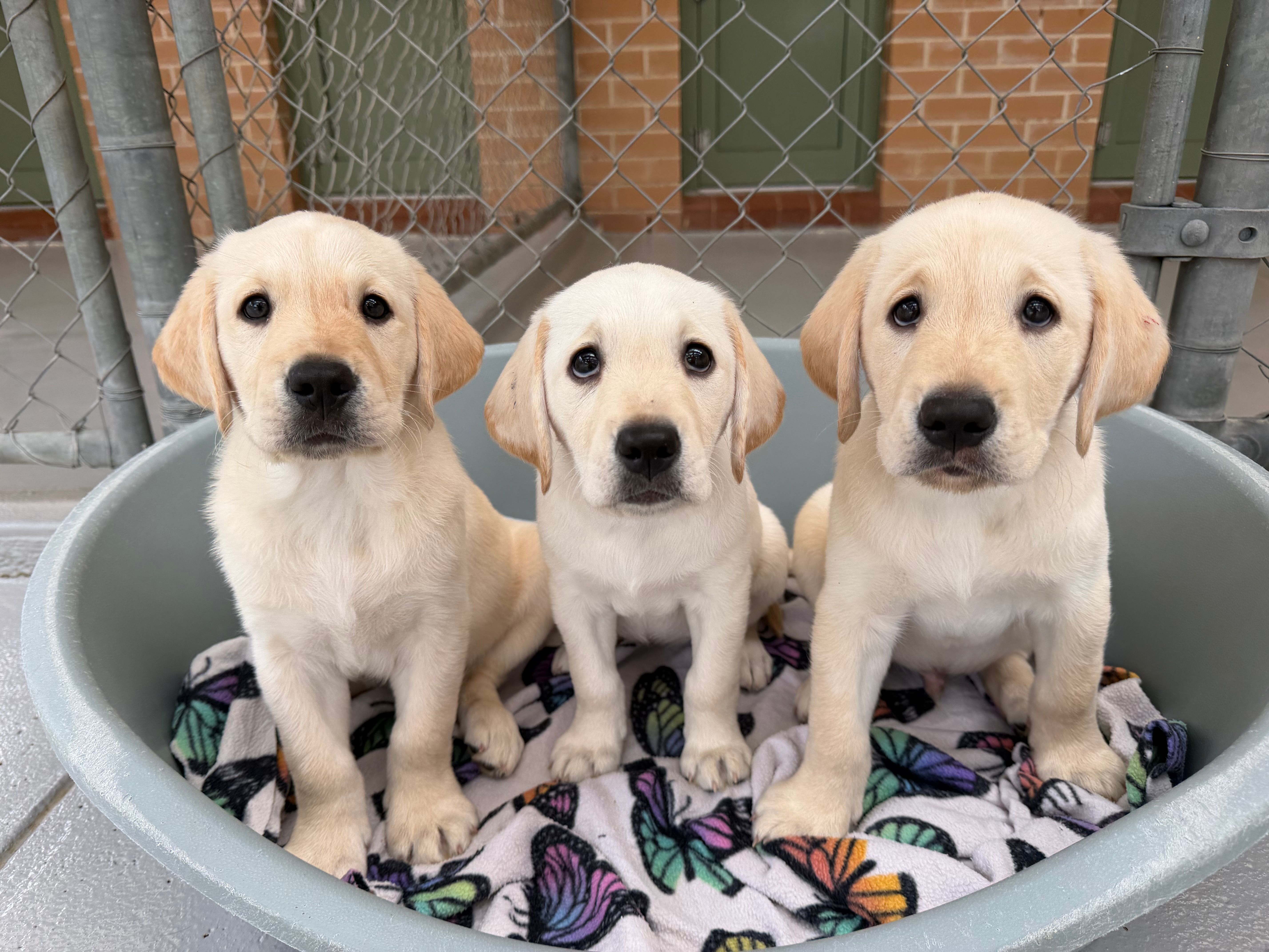 Three yellow Labrador puppies sitting in a bed.
