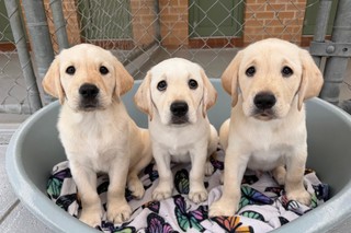 Three yellow Labrador puppies sitting in a bed.