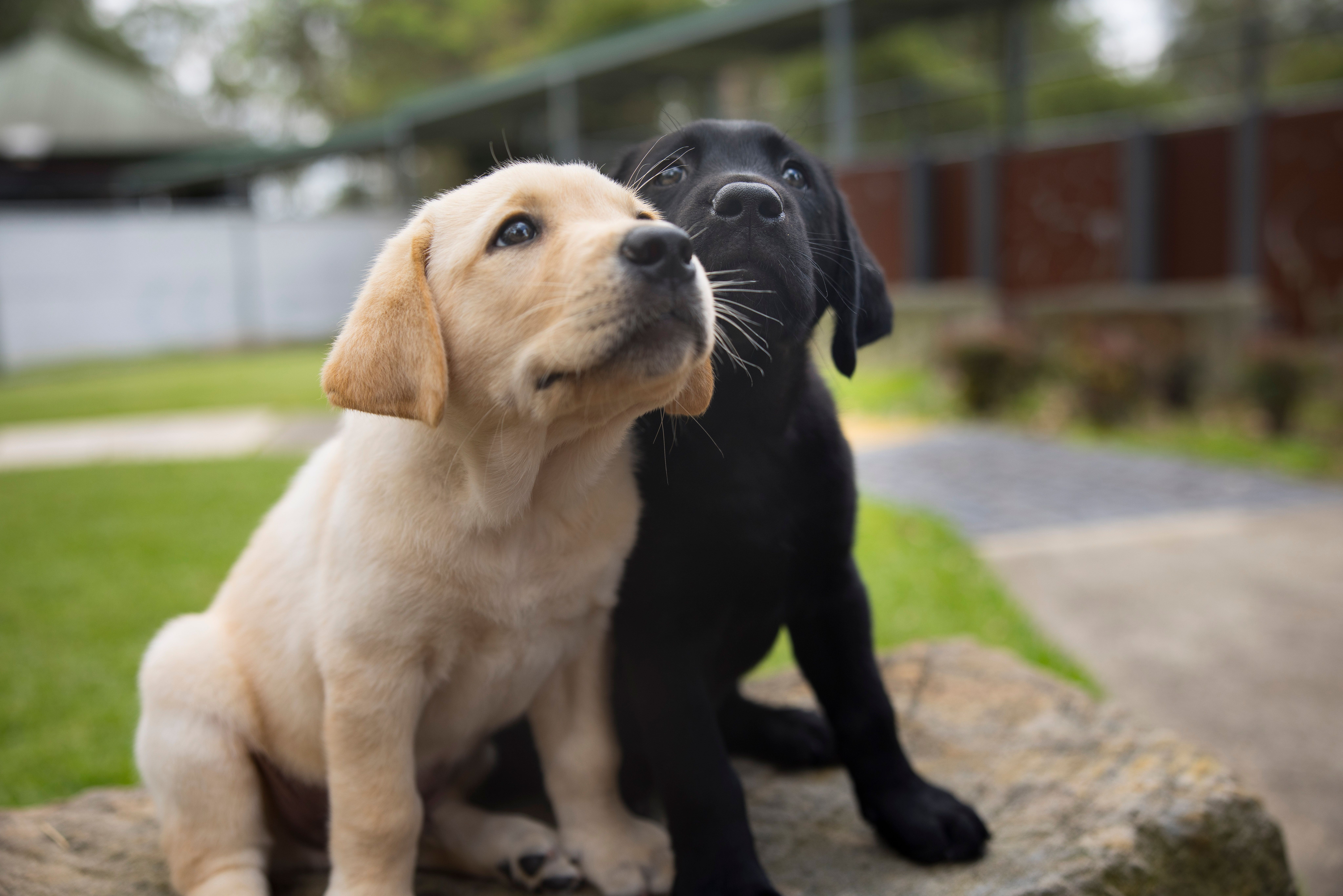 A black Labrador puppy and a yellow Labrador puppy sitting. 