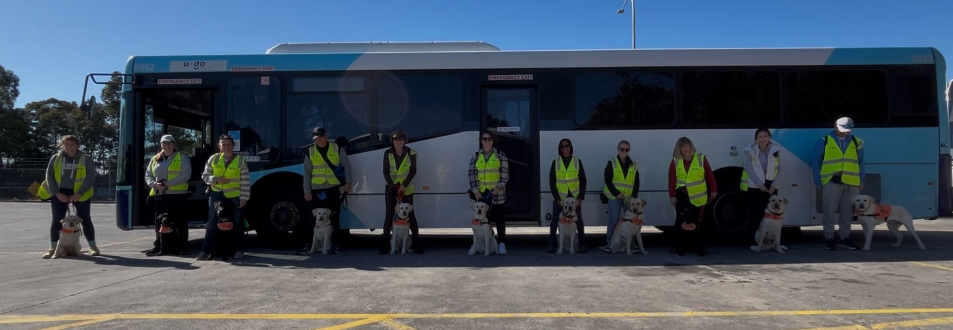  Eleven people wearing high-vis vests stand outside in front of a bus. There is a Labrador in harness sitting with each person. 