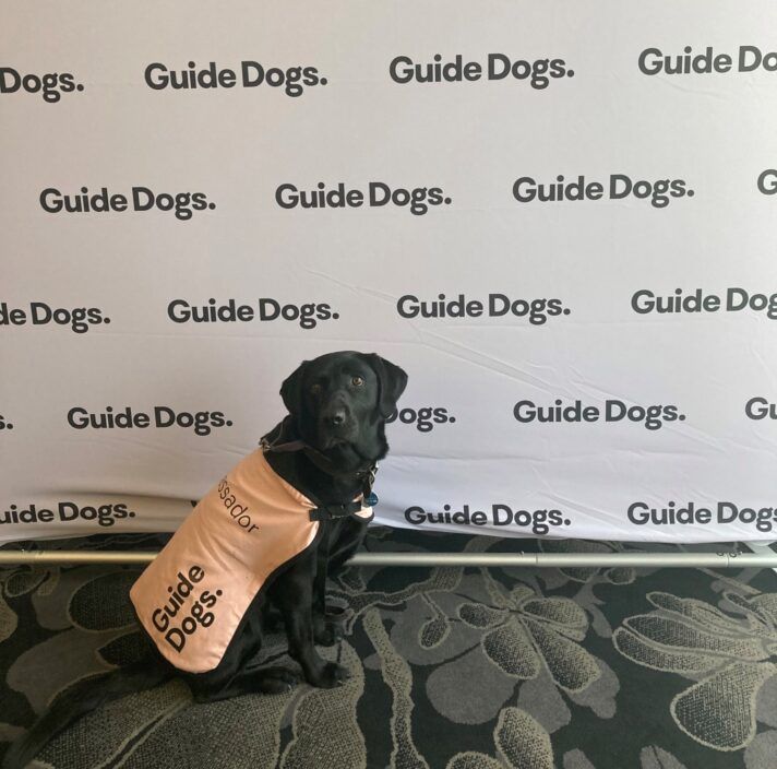 Black Labrador Ambassador Dog Hope sitting and looking at the camera.