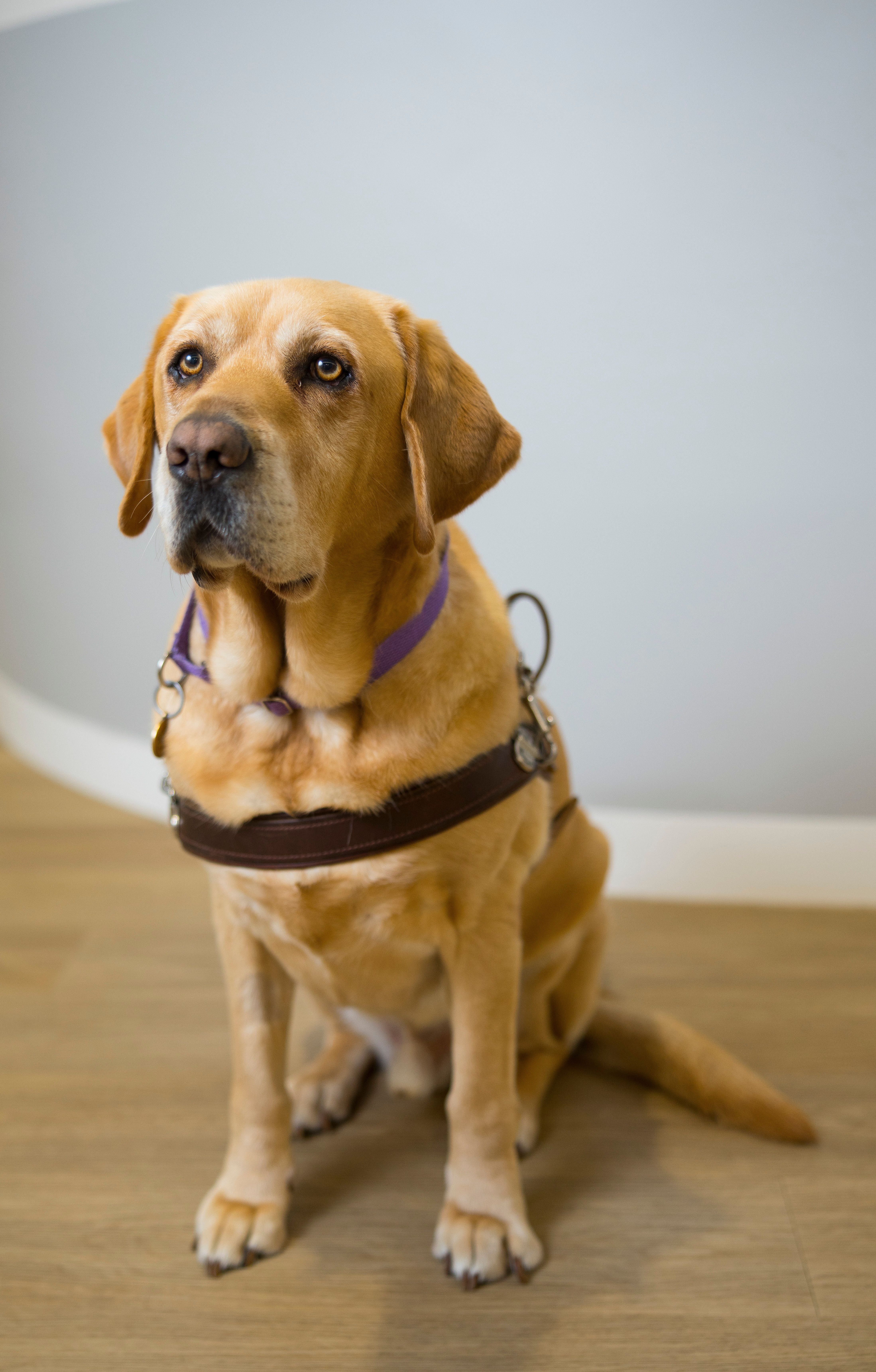 Yellow Guide Dog Duke. 