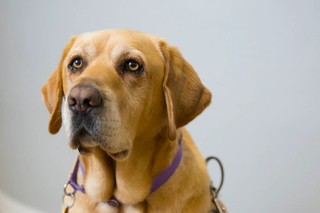 Yellow Labrador Guide Dog looking at the camera.