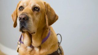 Yellow Guide Dog Duke.