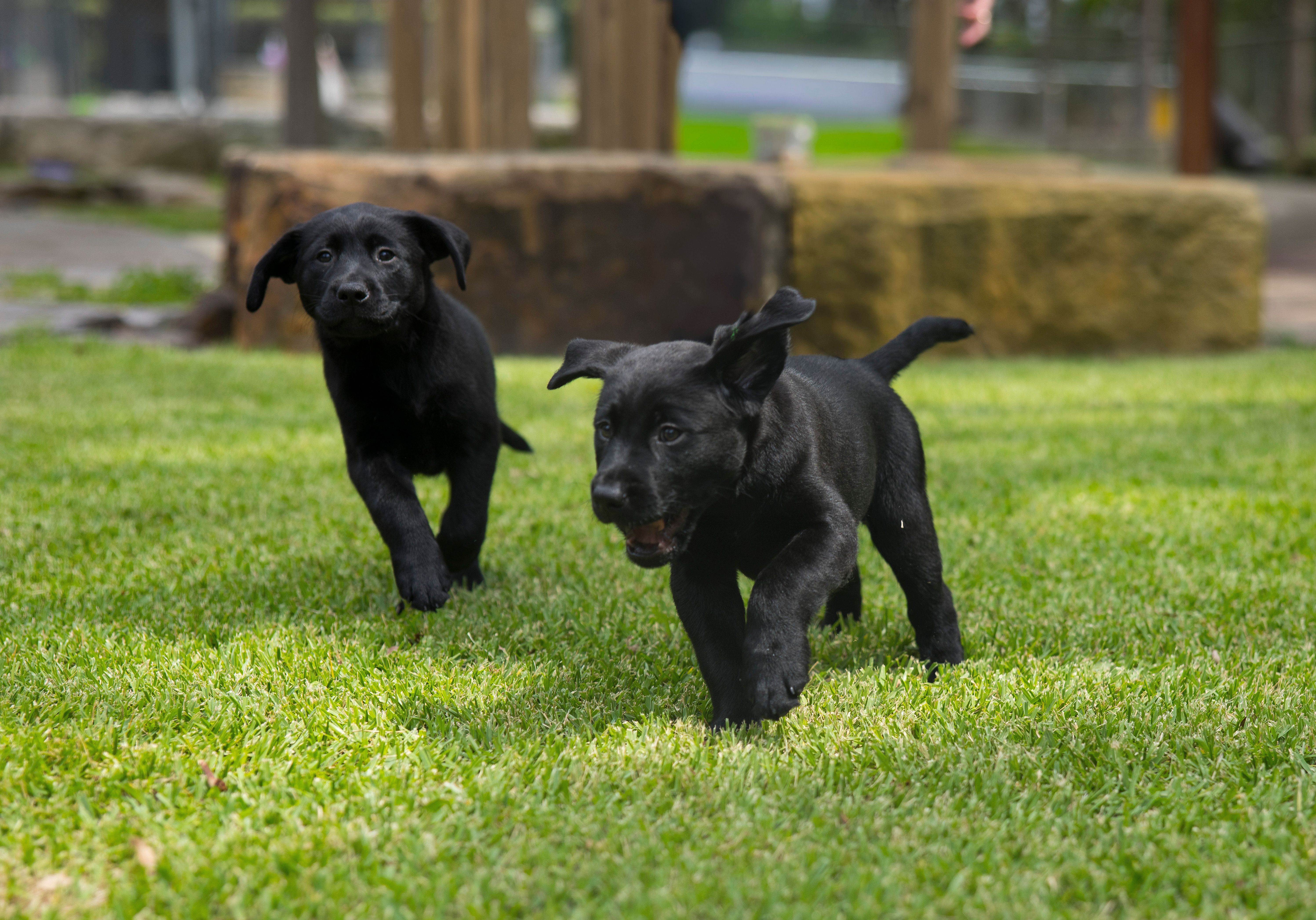 Two black Labrador puppies running. 