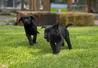 A black Labrador puppy running.