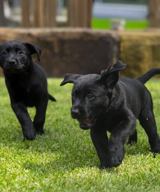 Two black Labrador puppies running.