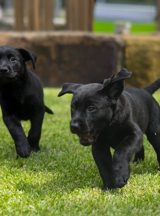Two black Labrador puppies running.