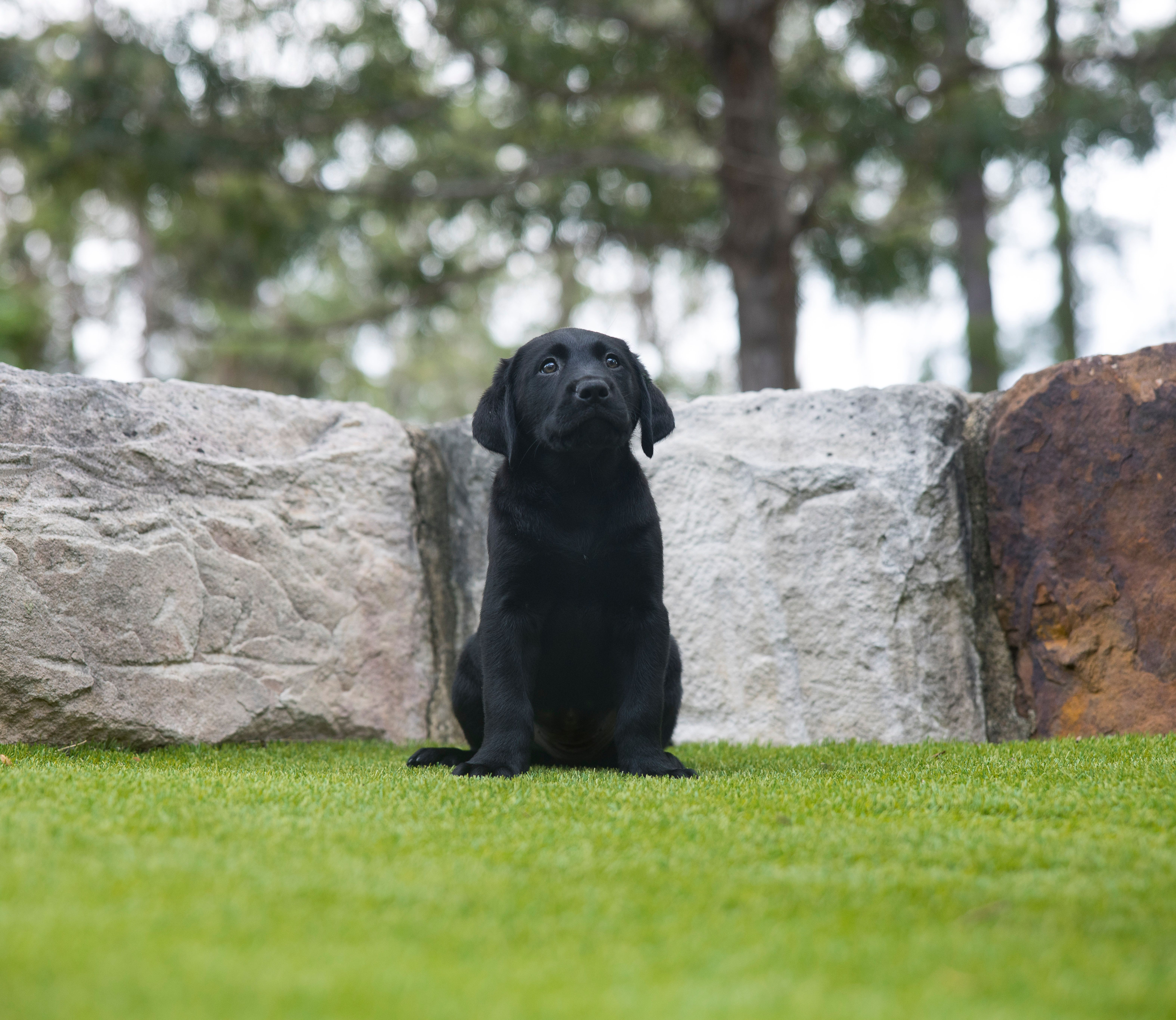 A black Labrador sitting.