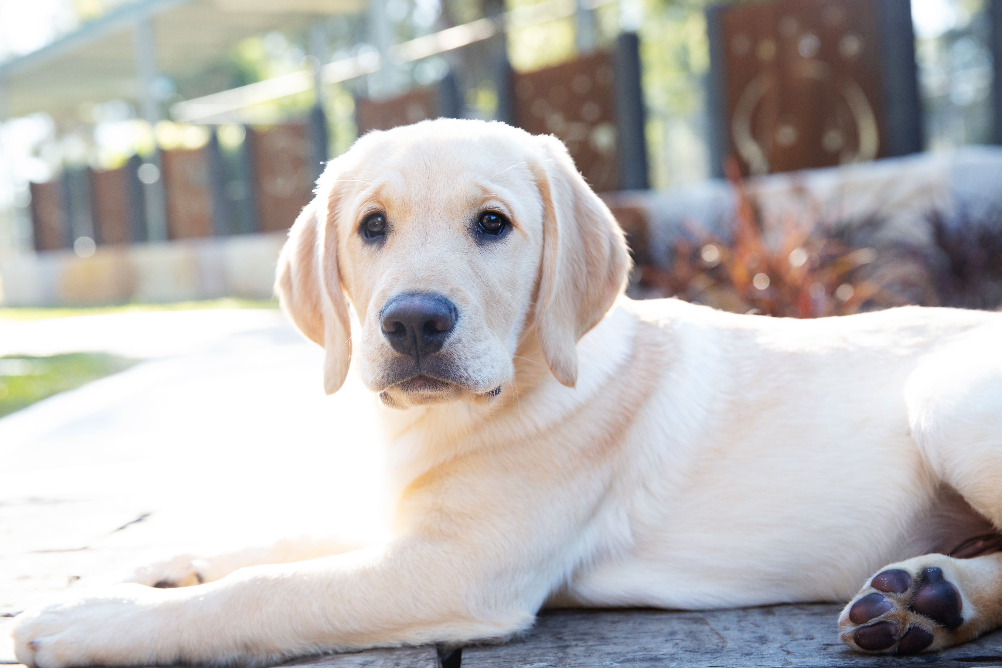 A yellow Labrador puppy looking at the camera.