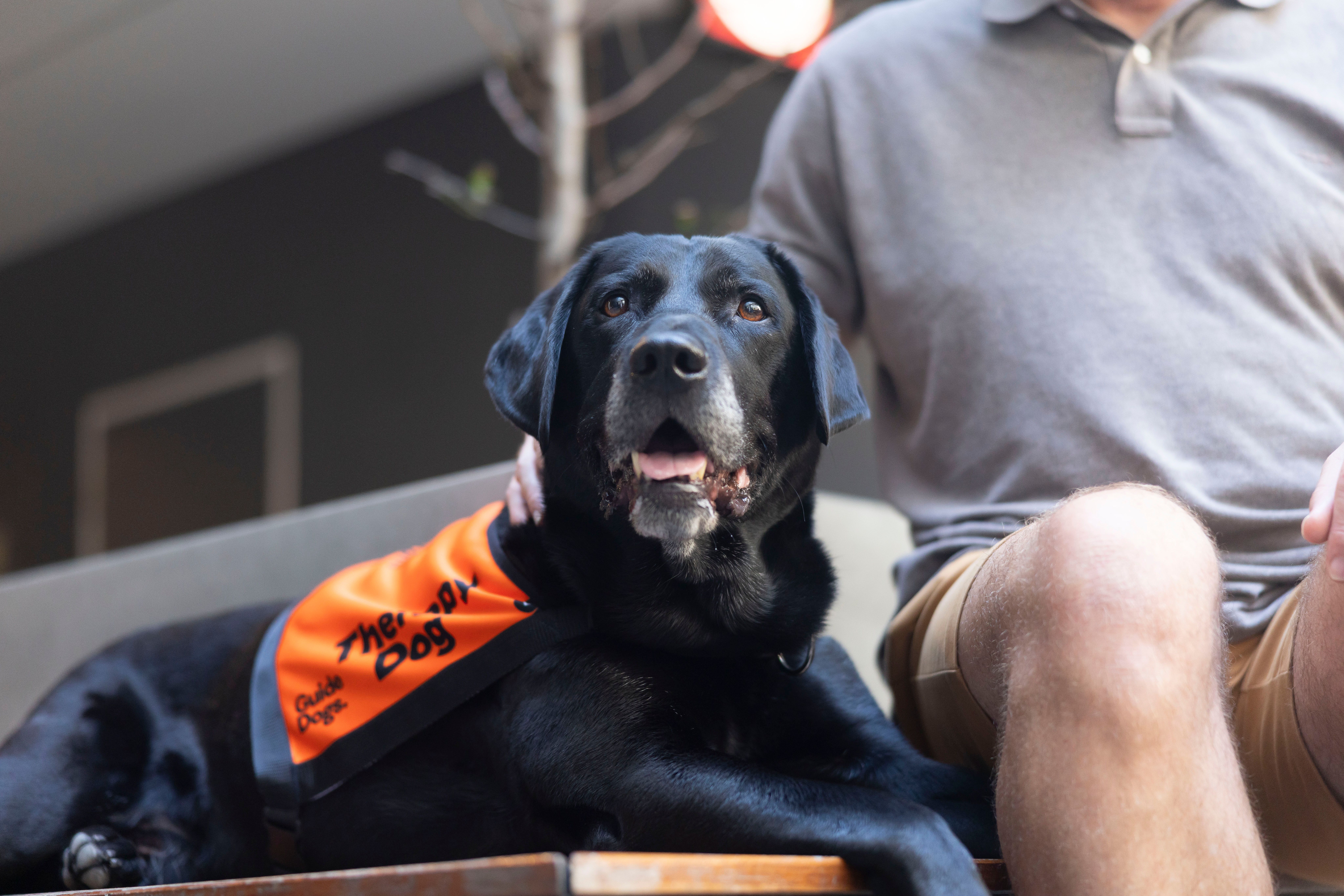 A black Labrador Therapy Dog in an orange vest.