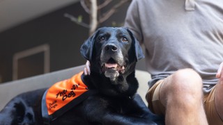 A black Labrador Therapy Dog in an orange vest.