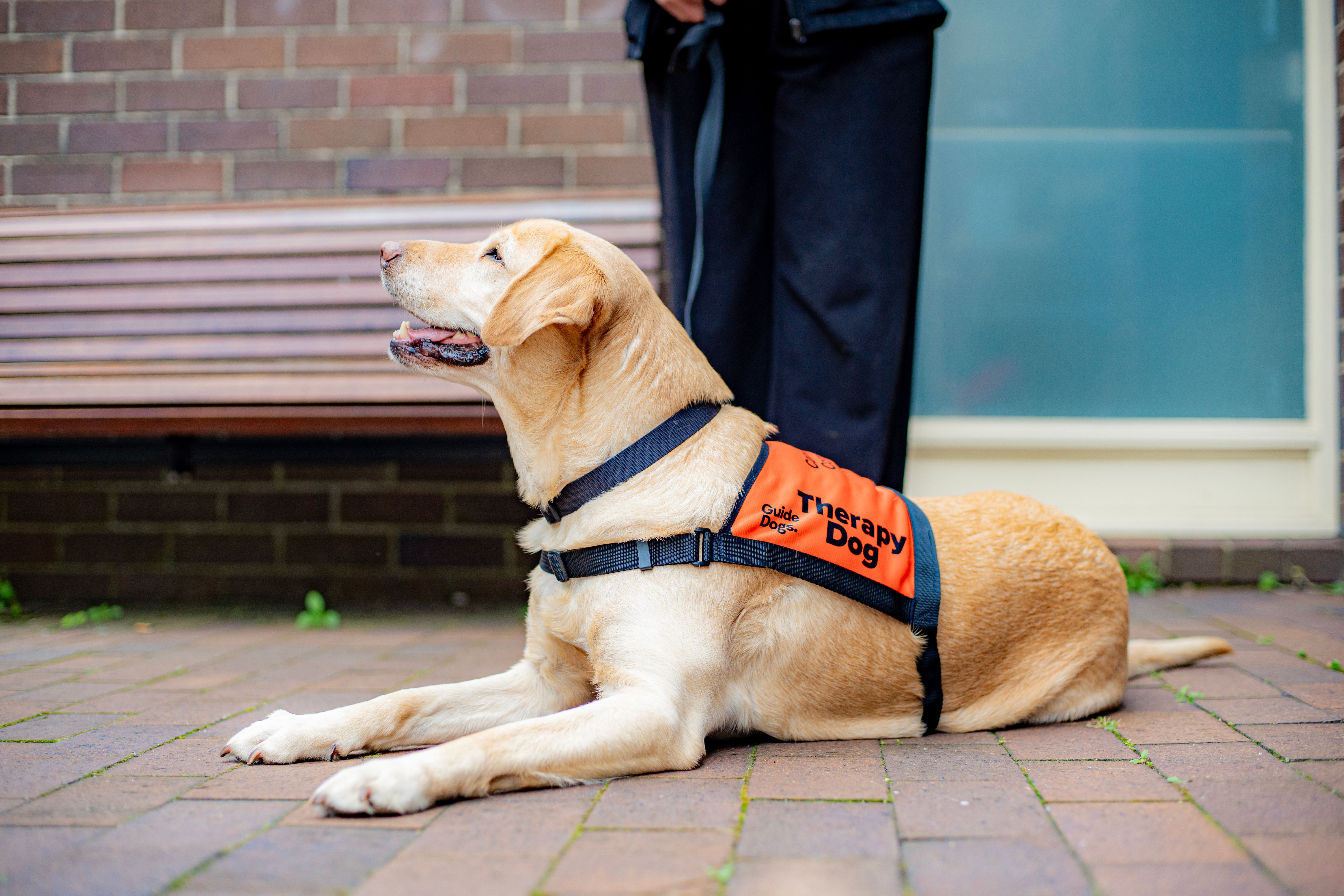 A yellow Therapy Dog.