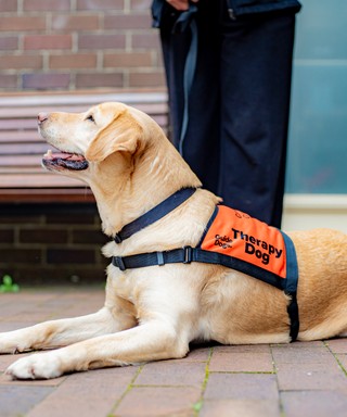 A yellow Therapy Dog.
