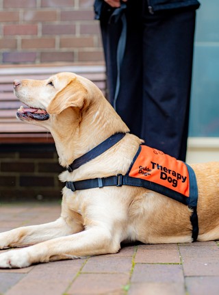A yellow Therapy Dog.