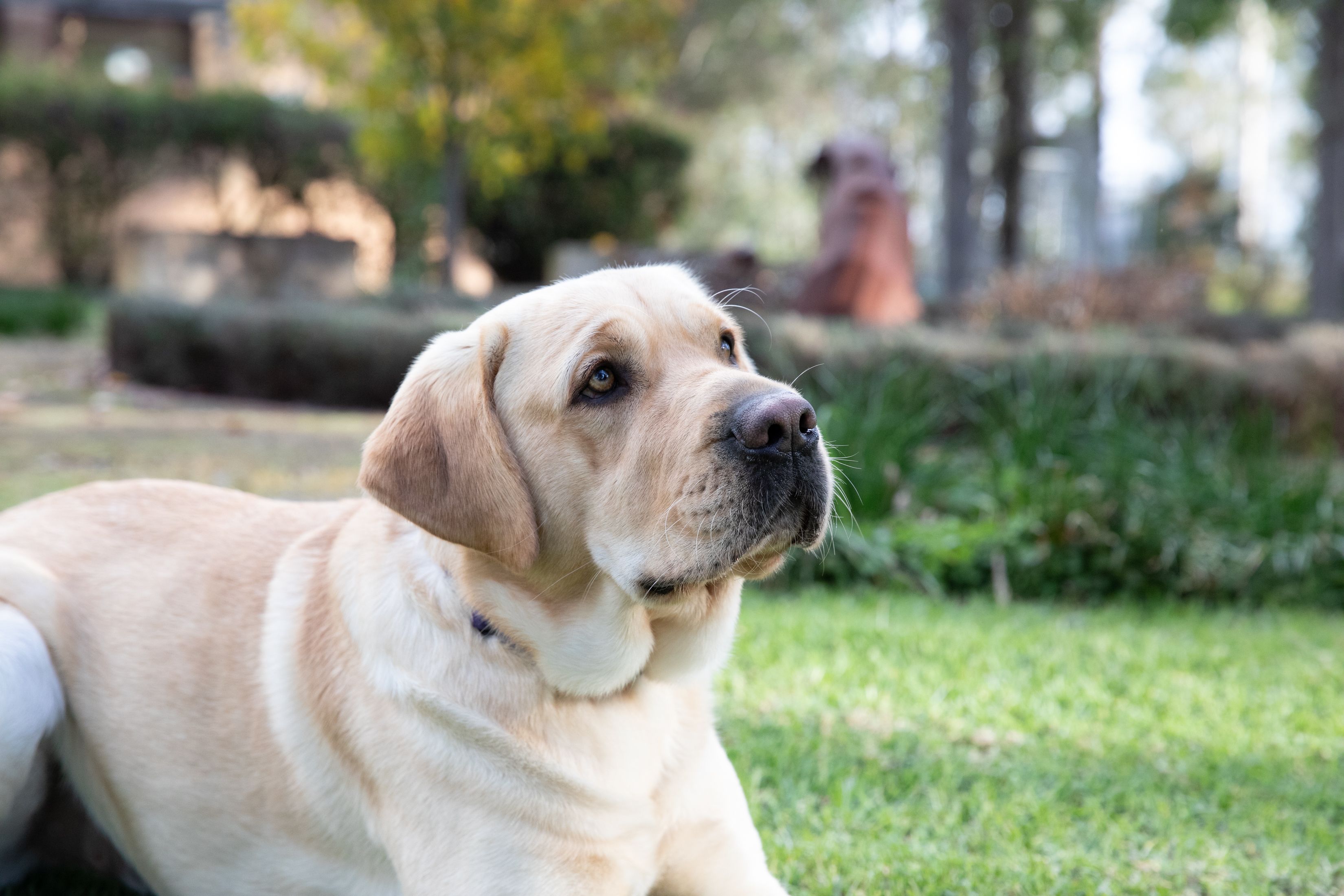 A yellow Labrador laying down and looking at the camera.