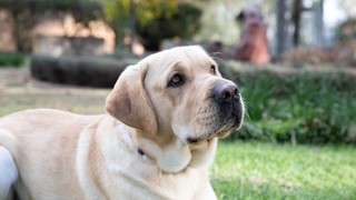 A yellow Labrador laying down and looking at the camera.