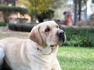 A yellow Labrador laying down and looking at the camera.