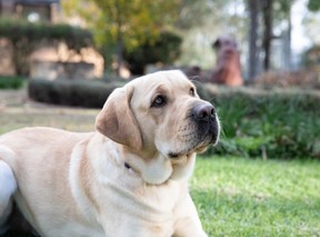 A yellow Labrador laying down and looking at the camera.
