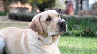 A yellow Labrador laying down.