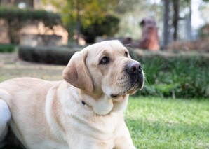 A yellow Labrador laying down.