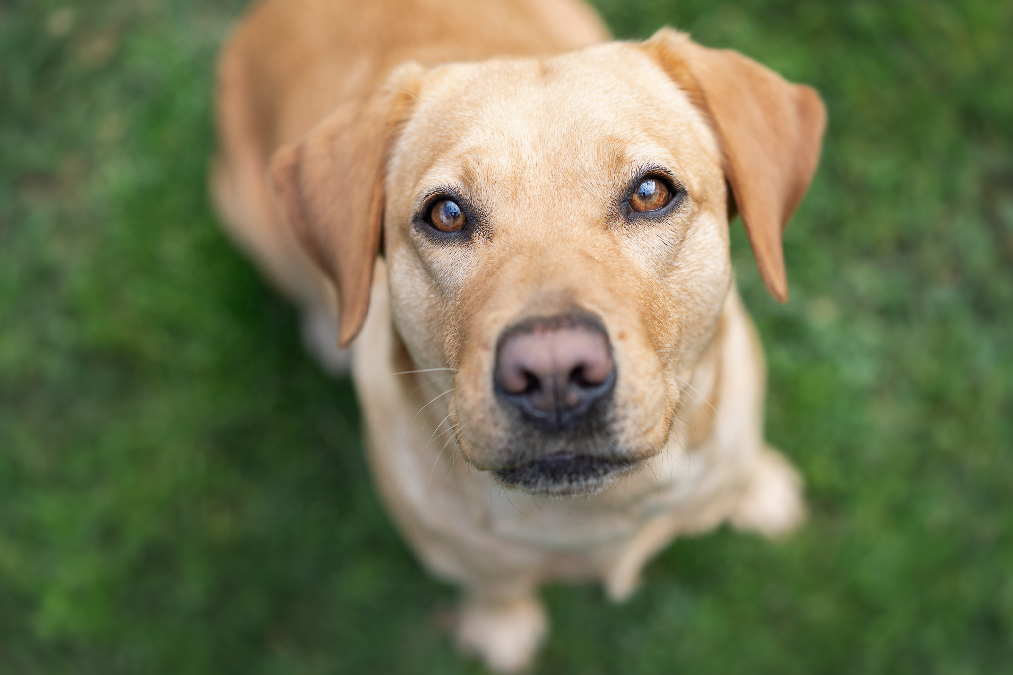 A yellow Labrador looking up at the camera.