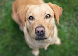 A yellow Labrador looking up at the camera.