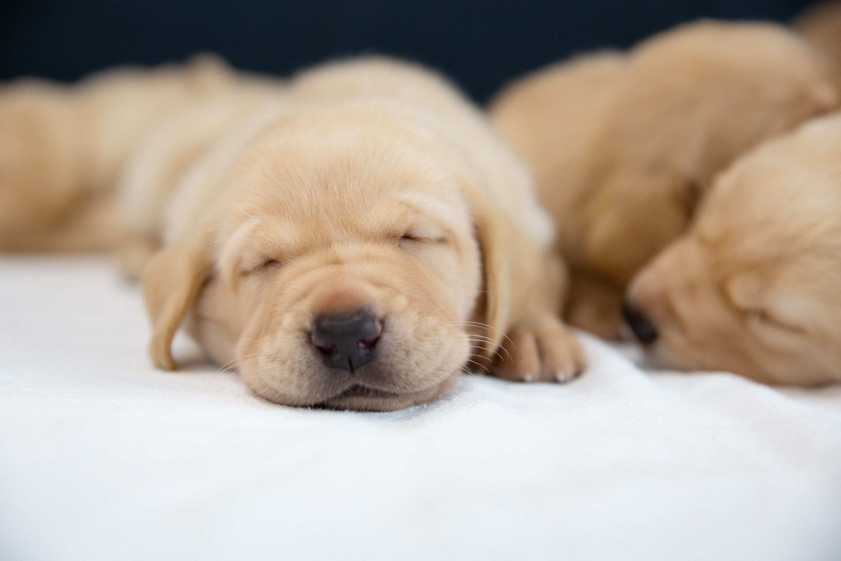 A yellow Labrador puppy asleep. 