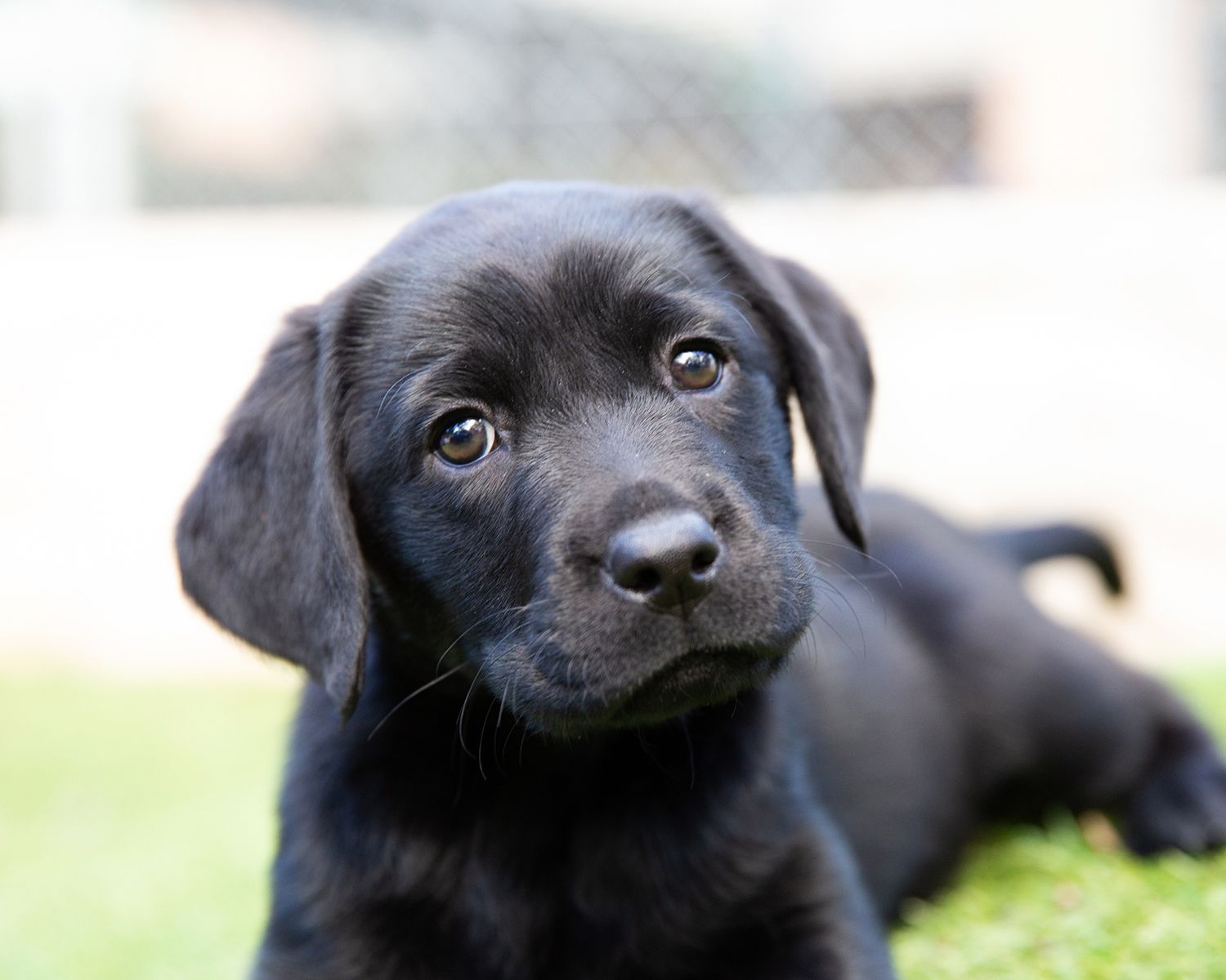 A black Labrador puppy.