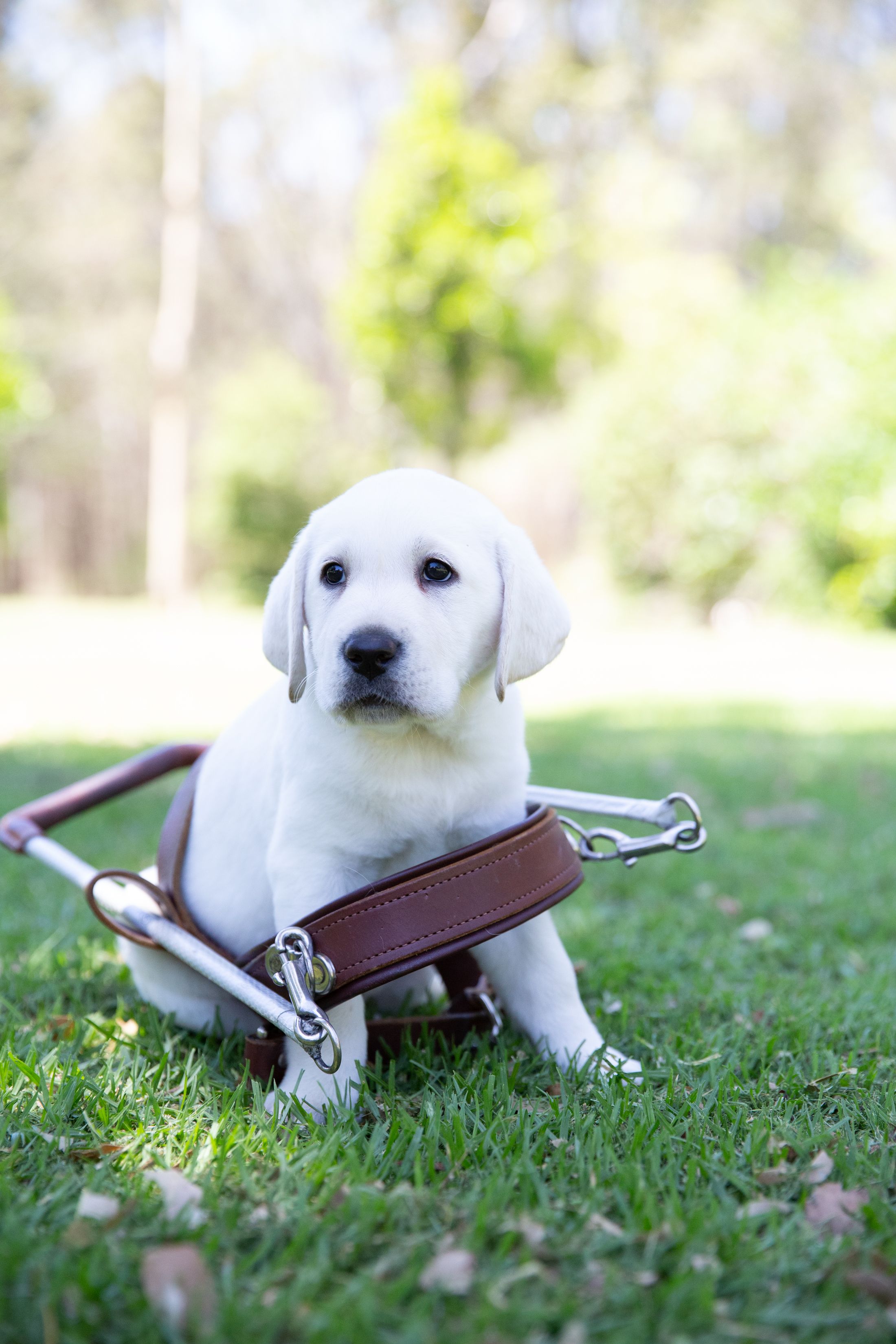 A yellow Labrador puppy in a harness.