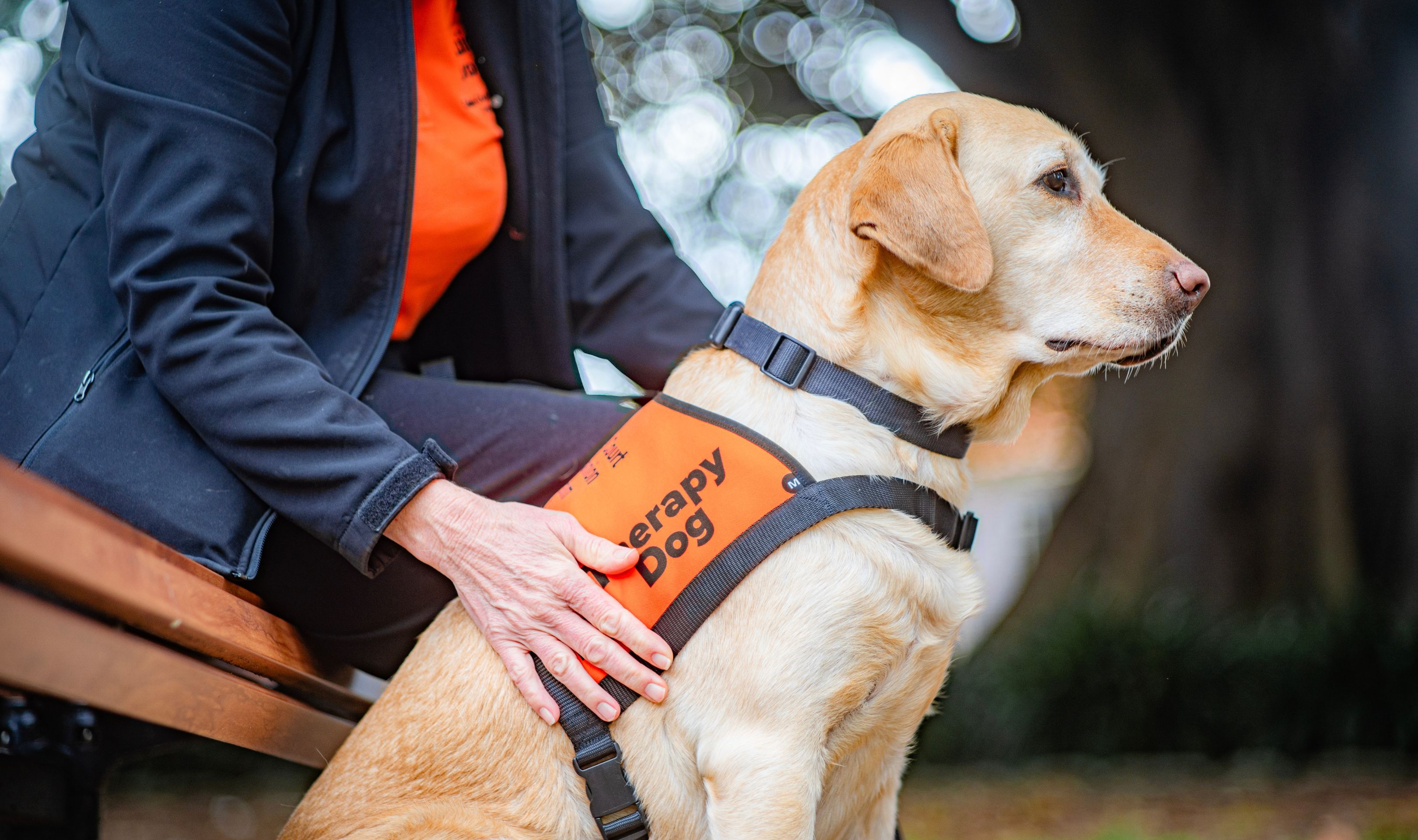 A yellow Labrador dog in a Therapy Dog coat.