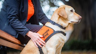 A yellow Labrador dog in a Therapy Dog coat.