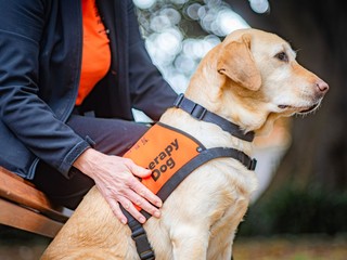 A yellow Labrador dog in a Therapy Dog coat.