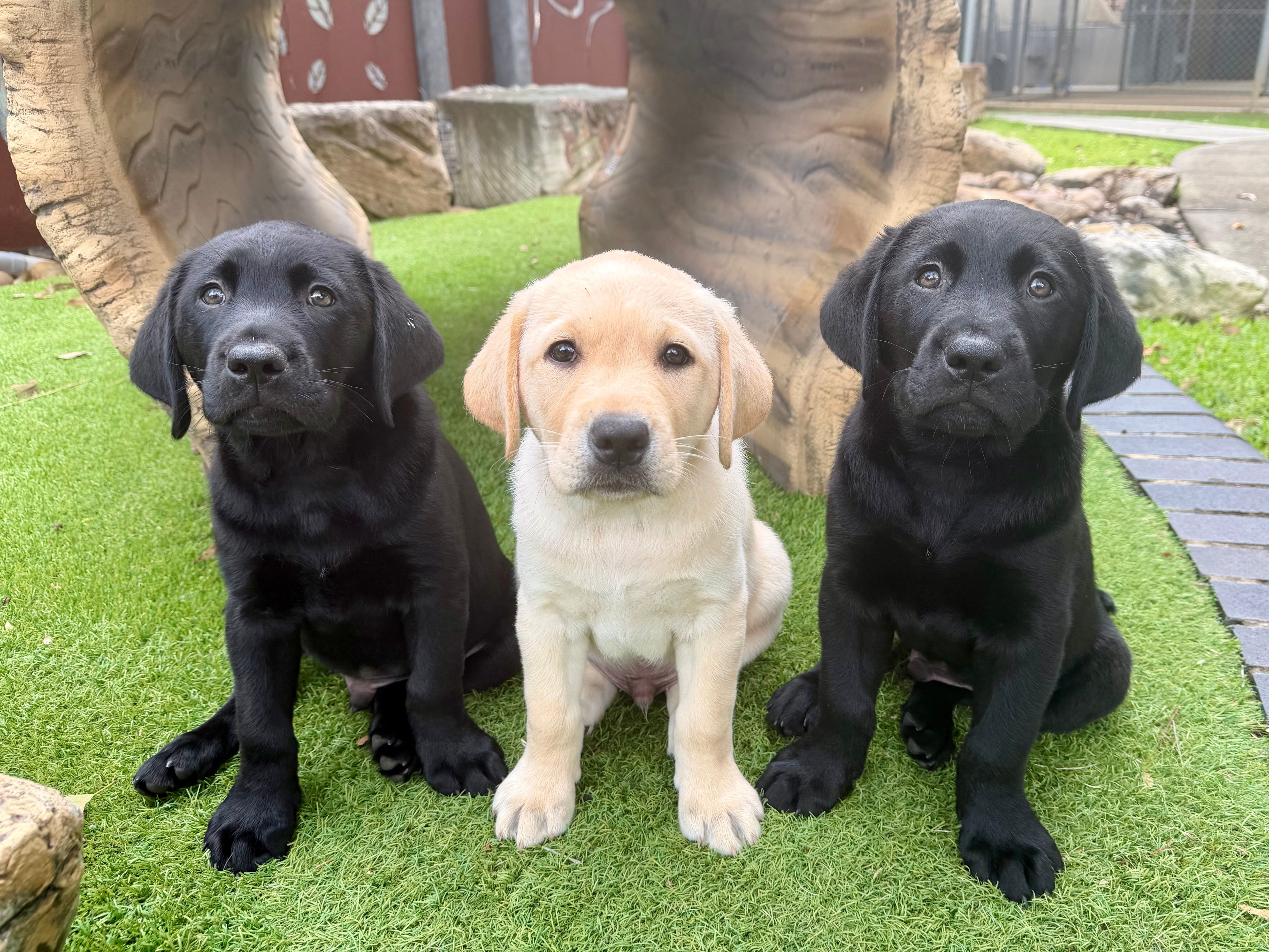 Three puppies sitting and looking at the camera.