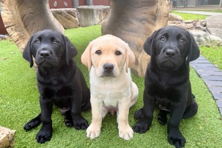 Three puppies sitting and looking at the camera.