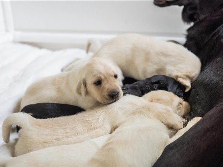 Black and yellow Labrador puppies in their whelping pen.