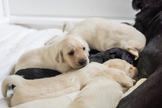 Black and yellow Labrador puppies in their whelping pen.
