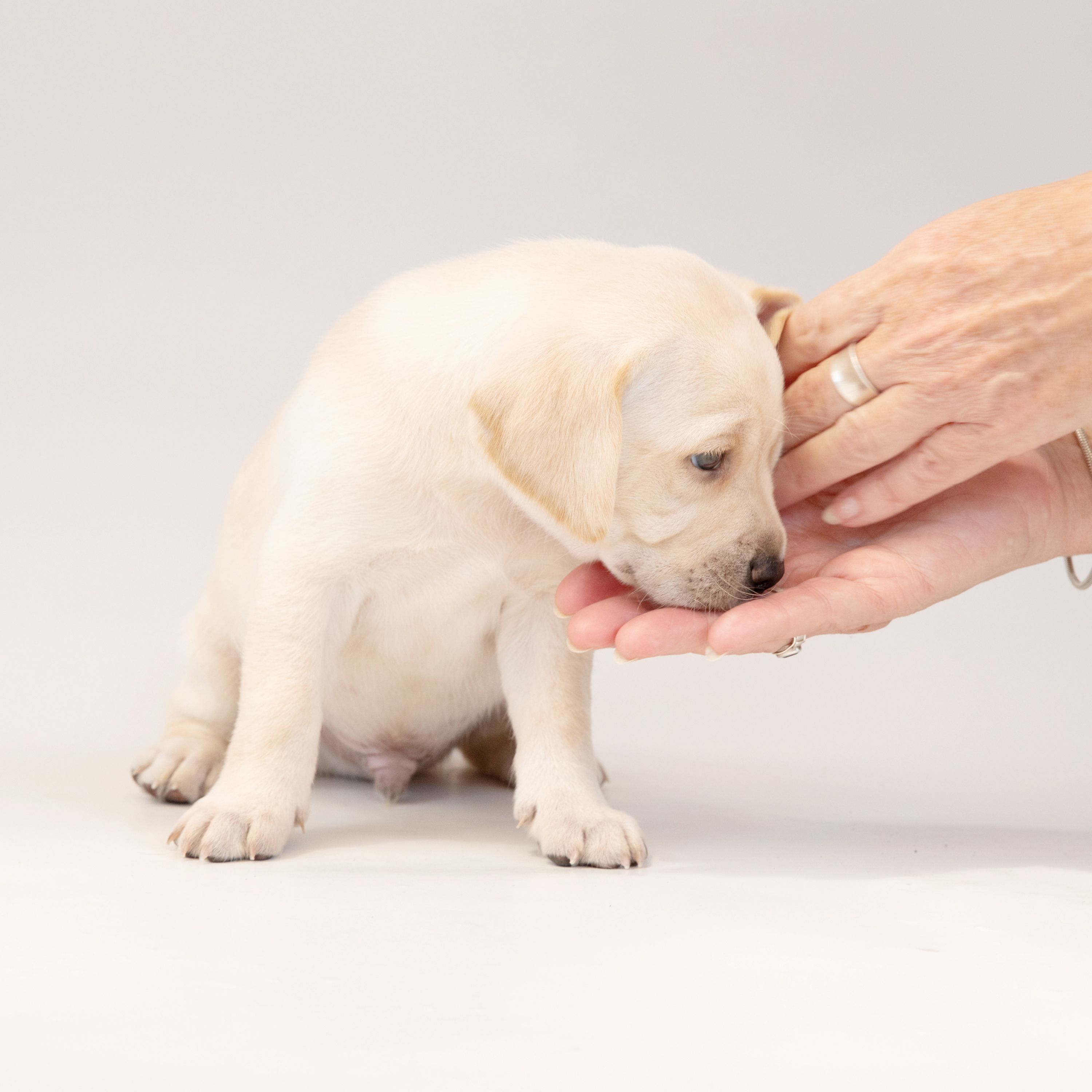 A yellow Labrador puppy resting its head on a pair of hands.